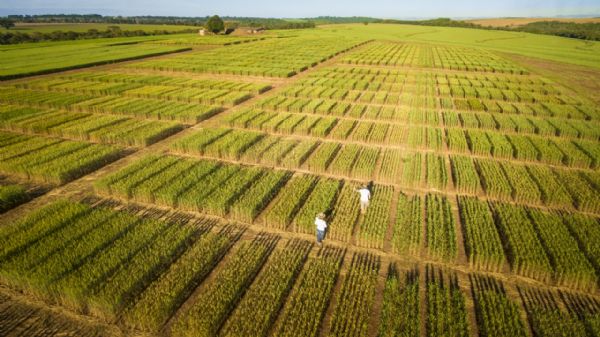 Biotrigo, h&aacute; 10 anos fortalecendo a triticultura nacional