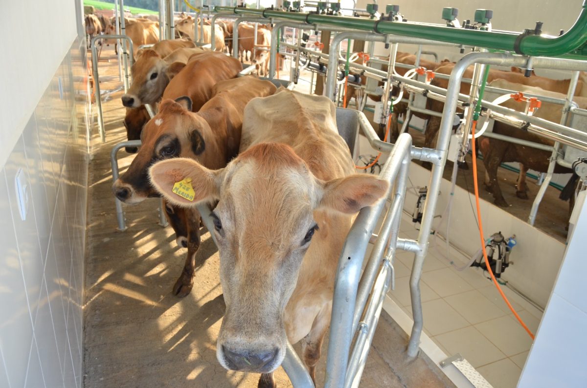 Sindicato Rural e Senar oferecem curso gratuito de manejo e ordenha a partir desta terça (14)
