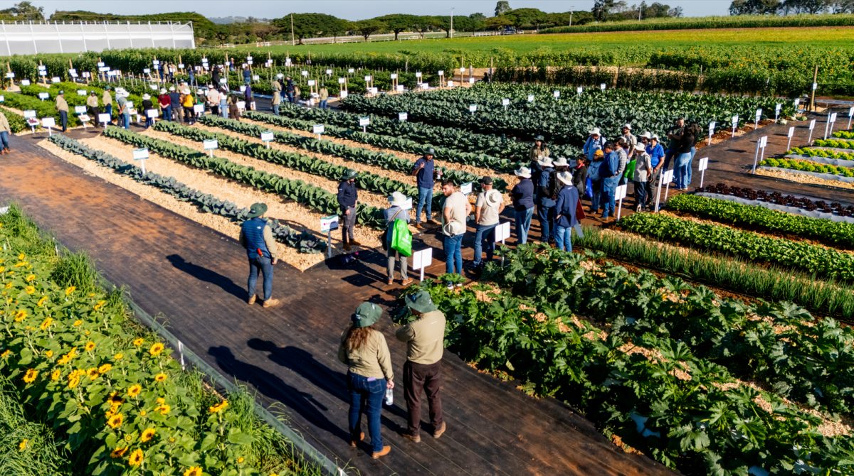 Genética avançada e biológicos impulsionam a sustentabilidade na horticultura brasileira