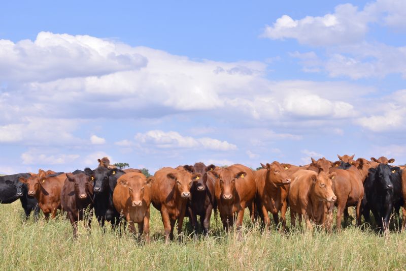 Carne bovina brasileira vive momento de expansão no mercado mundial