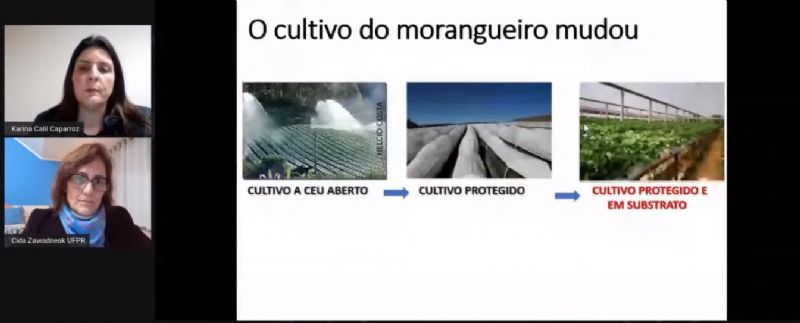 Manejo de pragas no morangueiro foi tema de live do Sindicato Rural de Guarapuava