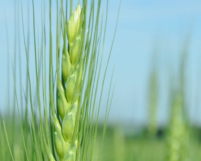 Trigo: ciclo inicia com alta de preço e aumento de área