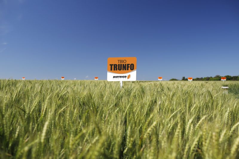 Genética amplia resistência à Giberela e Brusone no trigo