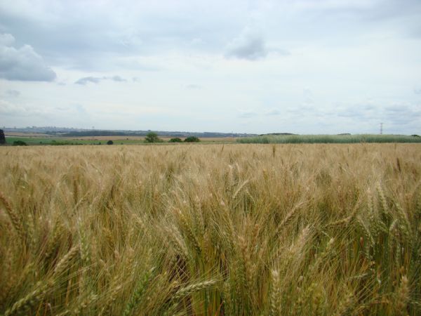 Trigo da Embrapa &eacute; op&ccedil;&atilde;o de inverno para produtores do Paran&aacute;