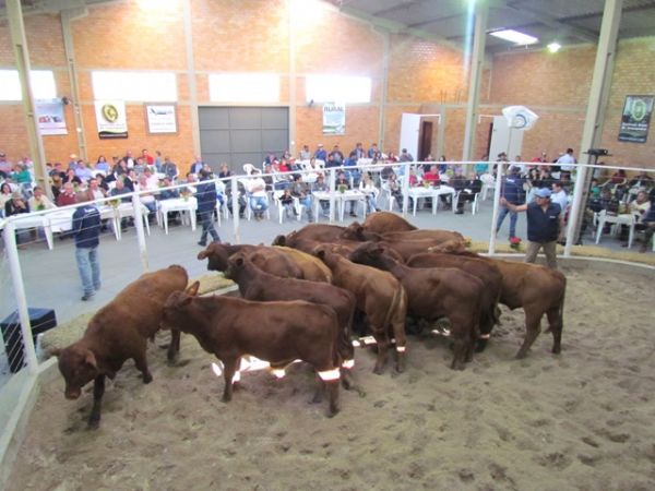 Feira Estadual de Bezerros de Guarapuava ser&aacute; neste domingo, 7 de maio