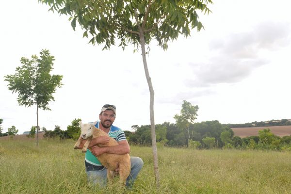 Nogueira pec&atilde;, ovinos, erva-mate e natureza