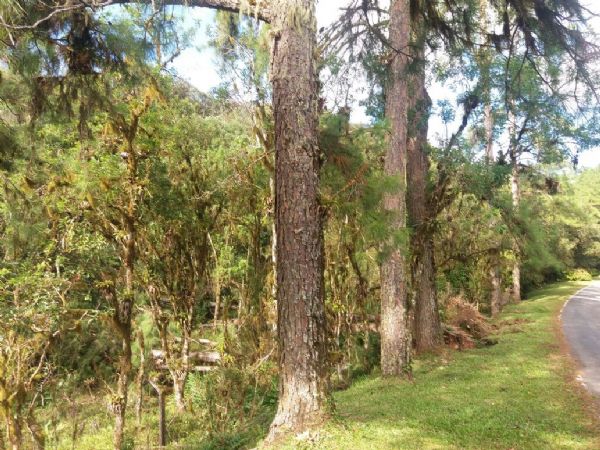 Provopar Estadual abre edital para venda de madeiras