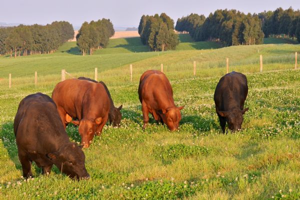 Integra&ccedil;&atilde;o Lavoura-Pecu&aacute;ria: Guarapuava foi pioneira no Brasil 