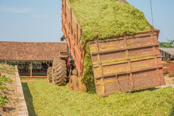Focado em silagem, trigo se mostra produtivo e competitivo