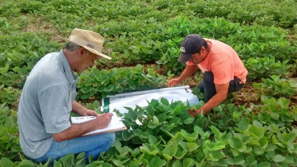 Curso Manejo Integrado de Pragas na Soja divulga resultados no Sindicato Rural nesta quinta-feira (12)