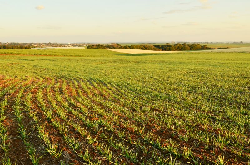 Acesso a crédito para produtores inscritos no CAR