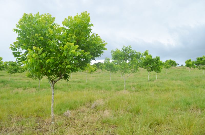 Encomenda de mudas de Nogueiras Pecã pode ser feita no Sindicato Rural