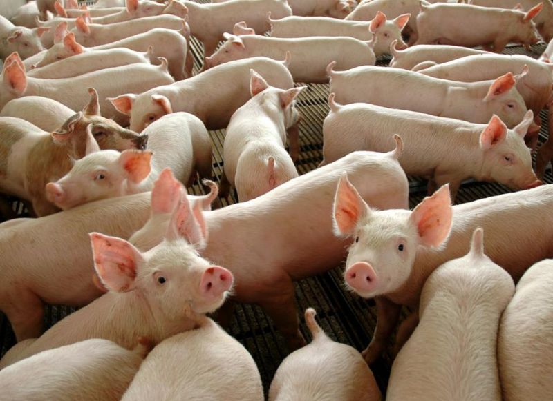 Representante do Sindicato Rural participará de reunião da Comissão Técnica de Suinocultura da FAEP 