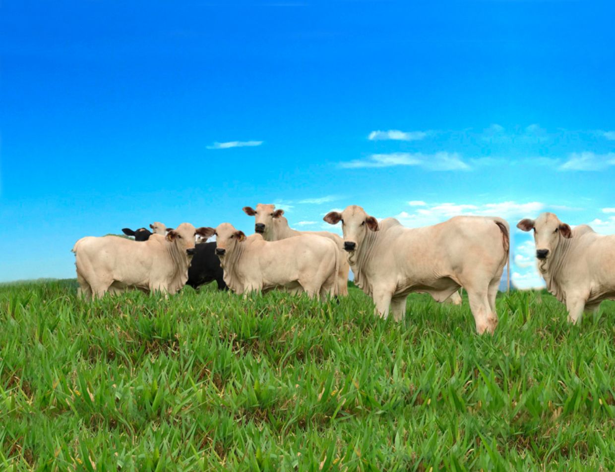 Novo cultivar é a opção ideal para quem deseja maior produtividade e rentabilidade no campo