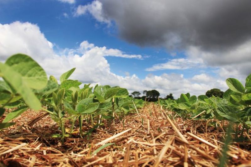 Seguro Rural: produtor pode se candidatar aos programas federal e estadual