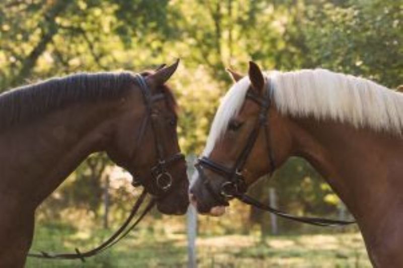 Dia do Cavalo: conheça as raças que mais movimentam o esporte, a cultura e a economia do Brasil