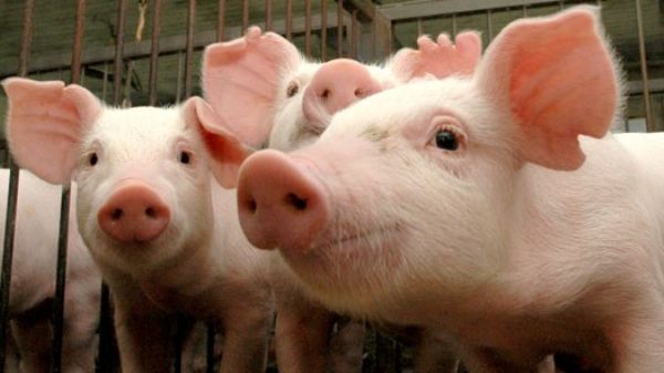Big Dutchman destaca linha completa para suinocultura no Congresso da ABRAVES